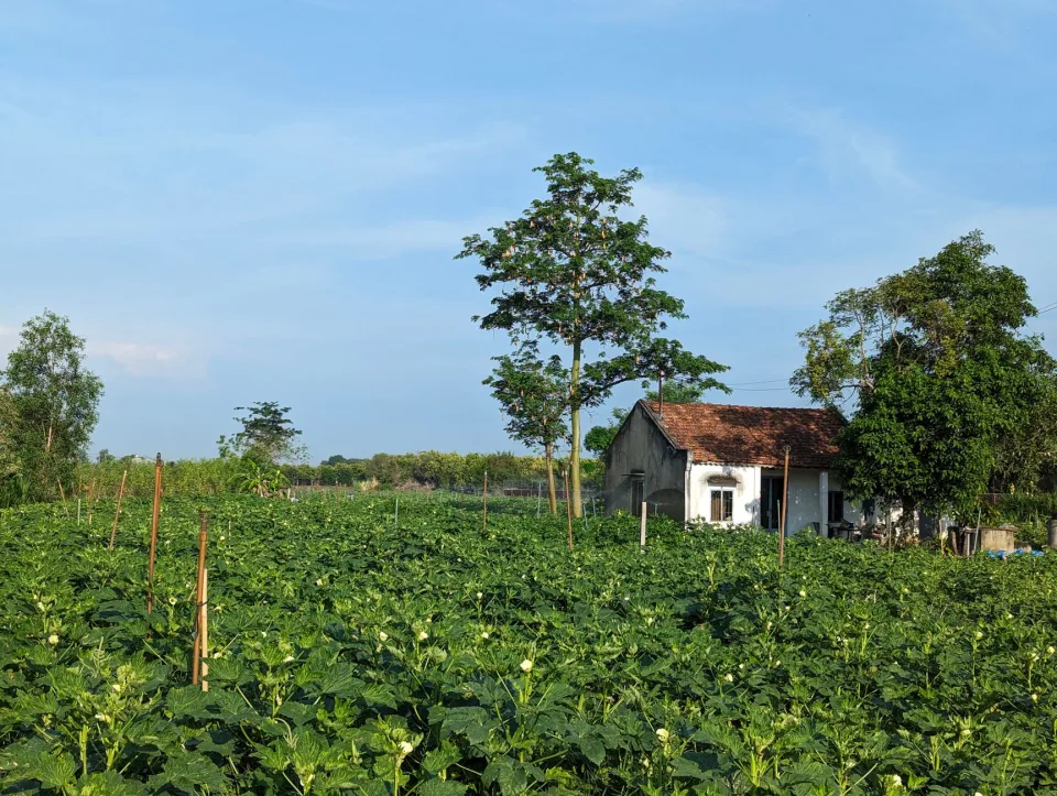 Vườn rau của Nhà Phân Phối Hồ Văn Vân